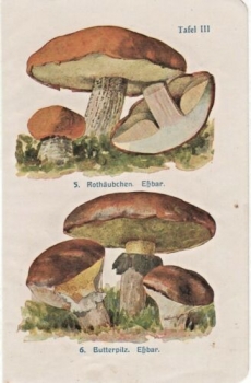 Alter Druck von 1918 - Rothäubchen, Butterpilz